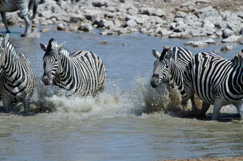 158 - Namibia - cebras - parque nacional de Etosha